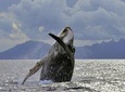Whales Watching