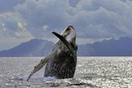 Whales Watching