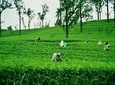 Nuwara Eliya Day Tours with Sri Lanka Friendly Driver 