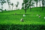 Nuwara Eliya Day Tours with Sri Lanka Friendly Driver 
