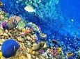 Hurghada Snorkelling