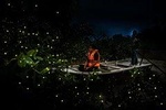 The Perfect Place for Magic:Kuala Selangor Fireflies Tour (Private)