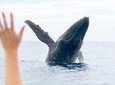 Up-Close Maui Whale Watch Tour from Lahaina