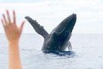 Up-Close Maui Whale Watch Tour from Lahaina