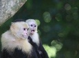 Manuel Antonio National Park Tour with pick up included