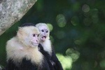 Manuel Antonio National Park Tour with pick up included