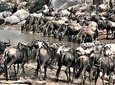 Twelve Days: Tarangire-manyara-ngorongor0-serengeti (classic)