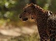 Game Drive Wilpattu National Park : Private Tour 
