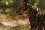 Game Drive Wilpattu National Park : Private Tour 