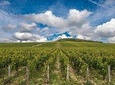 Private Day Tour: Chablis Vine from Paris