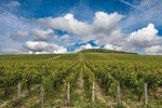 Private Day Tour: Chablis Vine from Paris