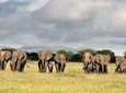 Four Days: Arusha-tarangire -ngorongoro (classic)
