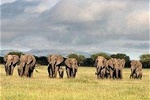Four Days: Arusha-tarangire -ngorongoro (classic)