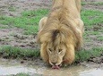 12 Days Wildlife Safaris And Culture Tour