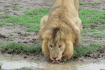 12 Days Wildlife Safaris And Culture Tour