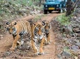Tiger Safari Tour