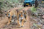 Tiger Safari Tour