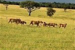 Six Days- Arusha-lake Manyara- Ngorngoro-serengeti (classic)