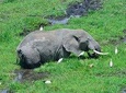 Overnight tour to Amboseli National park