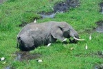 Overnight tour to Amboseli National park