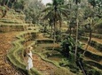 Magical Ubud Rice Terrace Tour (Private & All-Inclusive)