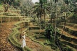 Magical Ubud Rice Terrace Tour (Private & All-Inclusive)