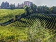 Exclusive Bolgheri from Florence: The Land of the Super Tuscan