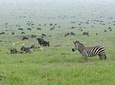 5-Day Highlights of Tanzania Safari