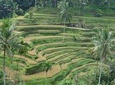 Ubud Kintamani Tour