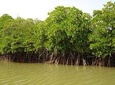 Into the Mangroves: Calicut Mangrove Trail by Tyndis 