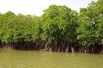 Into the Mangroves: Calicut Mangrove Trail by Tyndis 