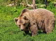 Libearty Brown Bears Sanctuary & Dracula Castle in one day!