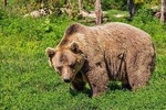 Libearty Brown Bears Sanctuary & Dracula Castle in one day!