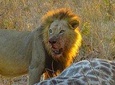 Chobe National Park Safari Day Trip from Vic Falls