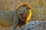 Chobe National Park Safari Day Trip from Vic Falls