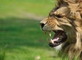 Shared Transfers to and from Safari Game Reserve (excluding entrance fees)