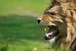 Shared Transfers to and from Safari Game Reserve (excluding entrance fees)