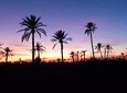 Breathtaking Sunset Camel Ride in the Palm Grove of Marrakech 