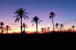 Breathtaking Sunset Camel Ride in the Palm Grove of Marrakech 