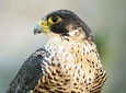 Abu Dhabi Falcon Hospital Tour