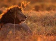 MANYARA & TARANGIRE - 4 Days