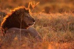 MANYARA & TARANGIRE - 4 Days