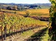 Chianti Wine Tasting, visiting Castellina & Greve, in Tuscany from Florence