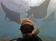 Try Dive with Manta Rays in Bali