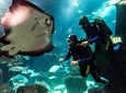 Diving in the Madeira Aquarium