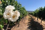 Tour Privado y Exclusivo por tres Viñedos de Casablanca para 8 personas.