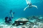 Snorkeling with Turtles on Gili Trawangan