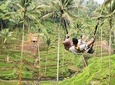 Best Tour of Ubud 