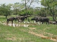 Kanzwa Package - 2 Days Safari Tour to Kafue National Park - Southern Region 