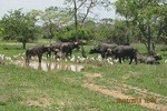 Kanzwa Package - 2 Days Safari Tour to Kafue National Park - Southern Region 